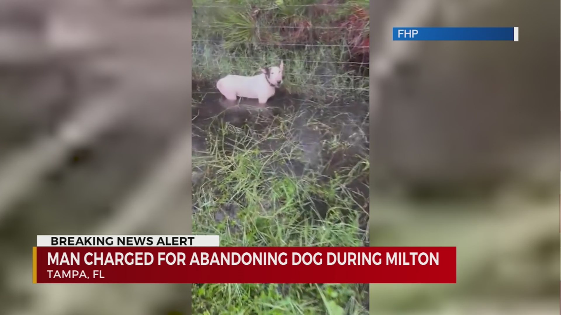 Man charged for abandoning dog during Milton – WKRN News 2