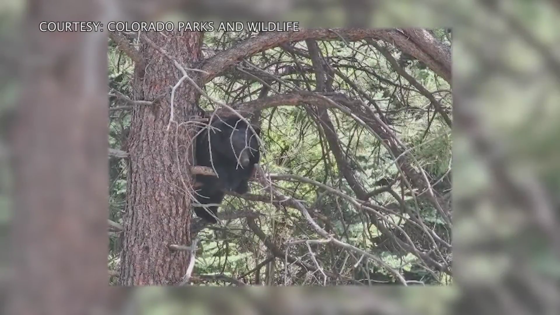Colorado Parks and Wildlife officers help bear cub stuck in wire fence ...