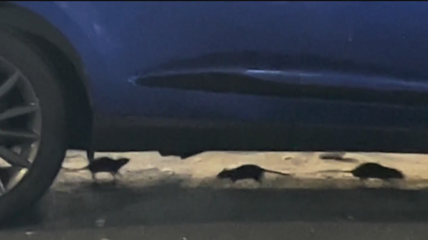 Random Backstreet Rats ‘Rats as big as cats’: Lower East Side residents ask for help – PIX11