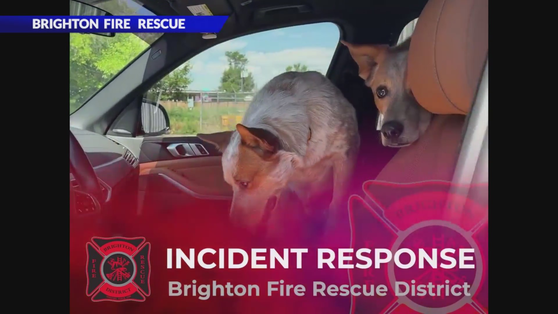Fire fighters rescue dogs accidentally locked in vehicle – FOX31 Denver