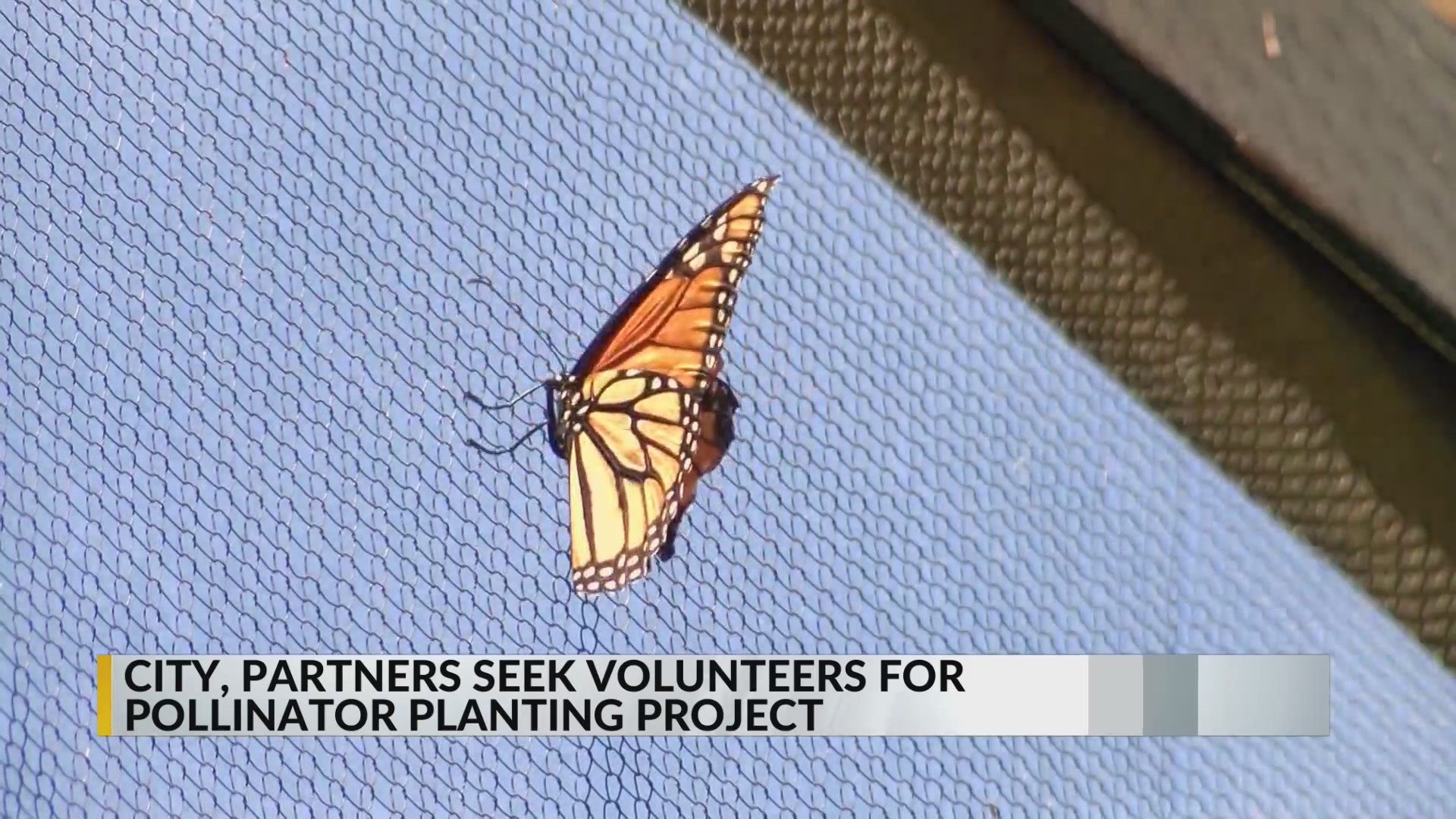 Special meadow to attract pollinators coming to the Bosque in