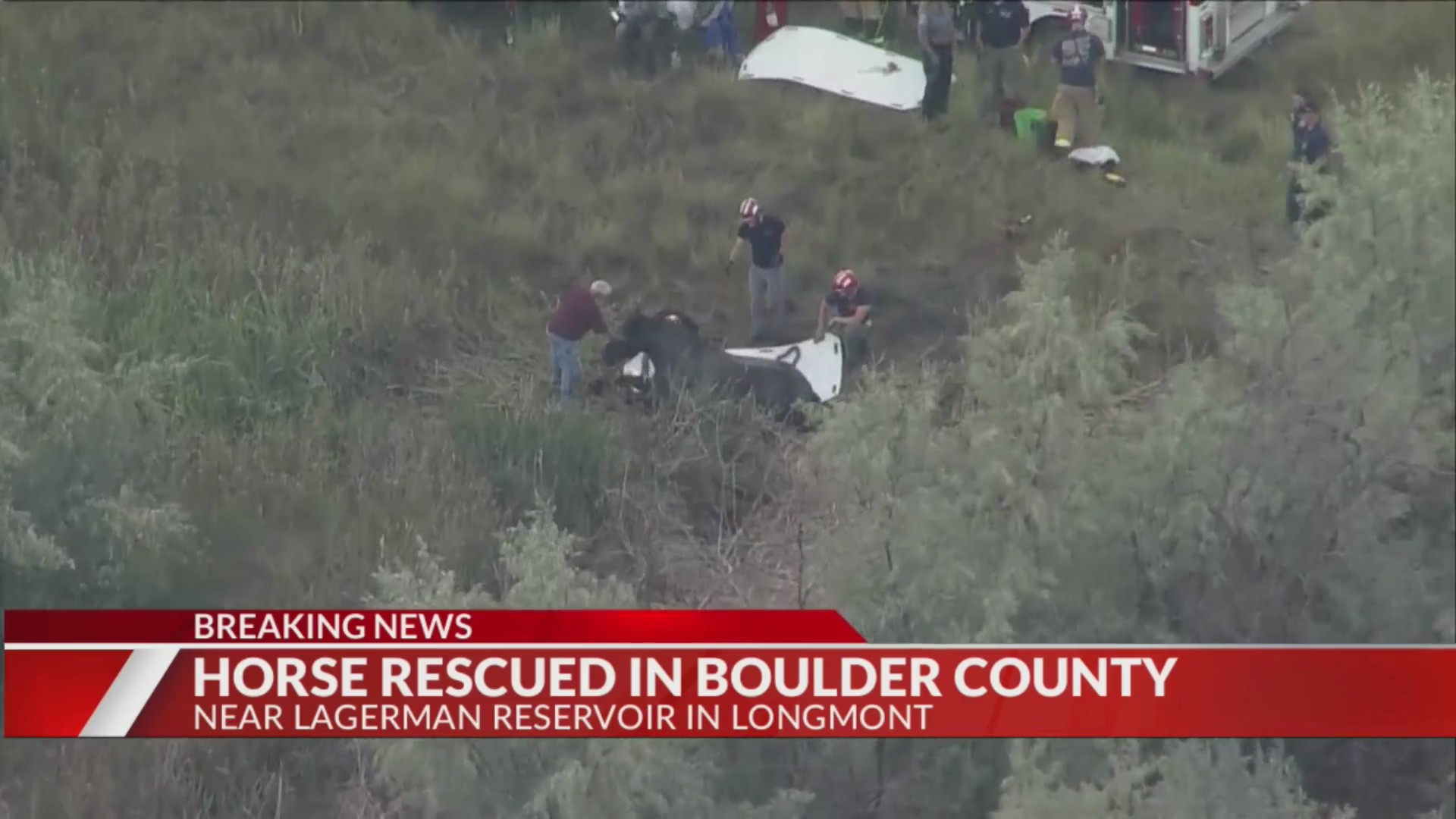 Longmont horse freed after being stuck in mud for hours – FOX31 Denver