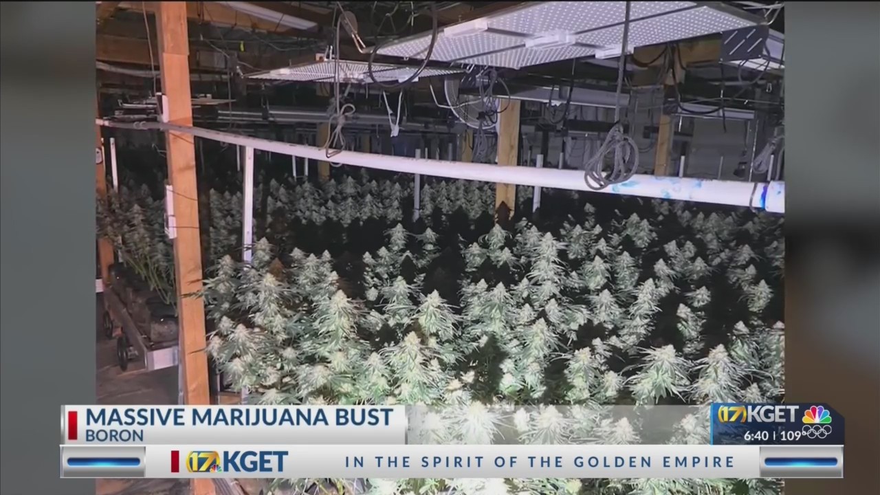 Massive illegal underground marijuana grow in Boron busted by Kern ...