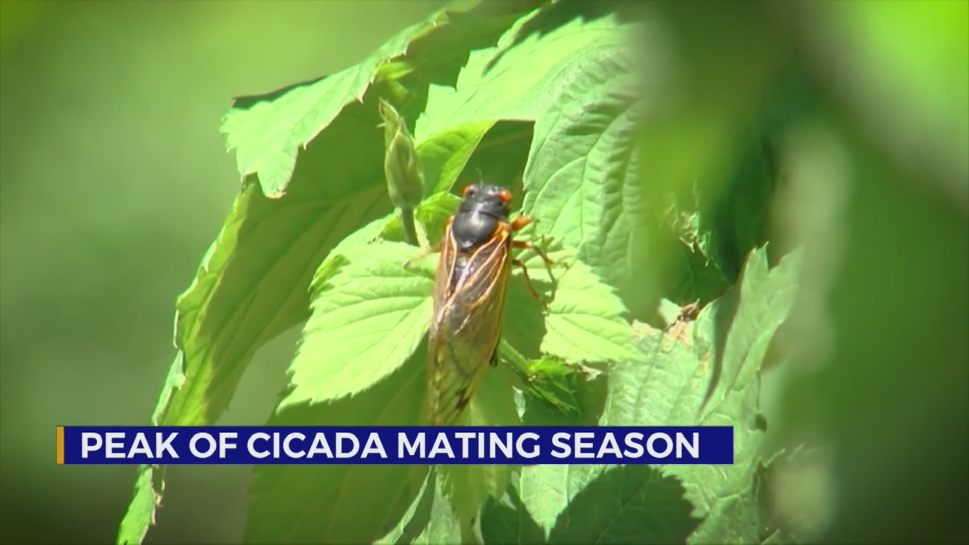 Peak of cicada mating season – FOX 2