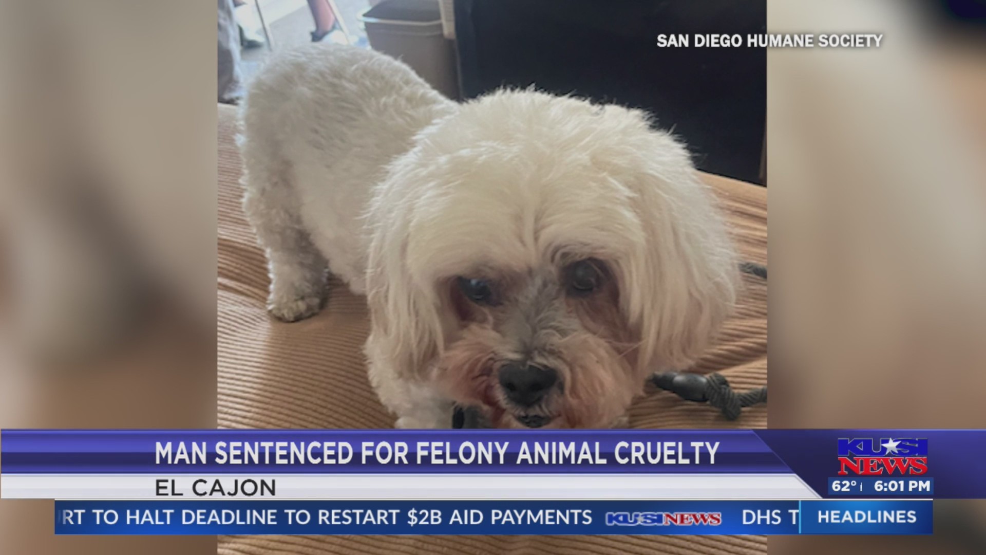Man sentenced for felony animal cruelty – FOX 5 San Diego & KUSI News