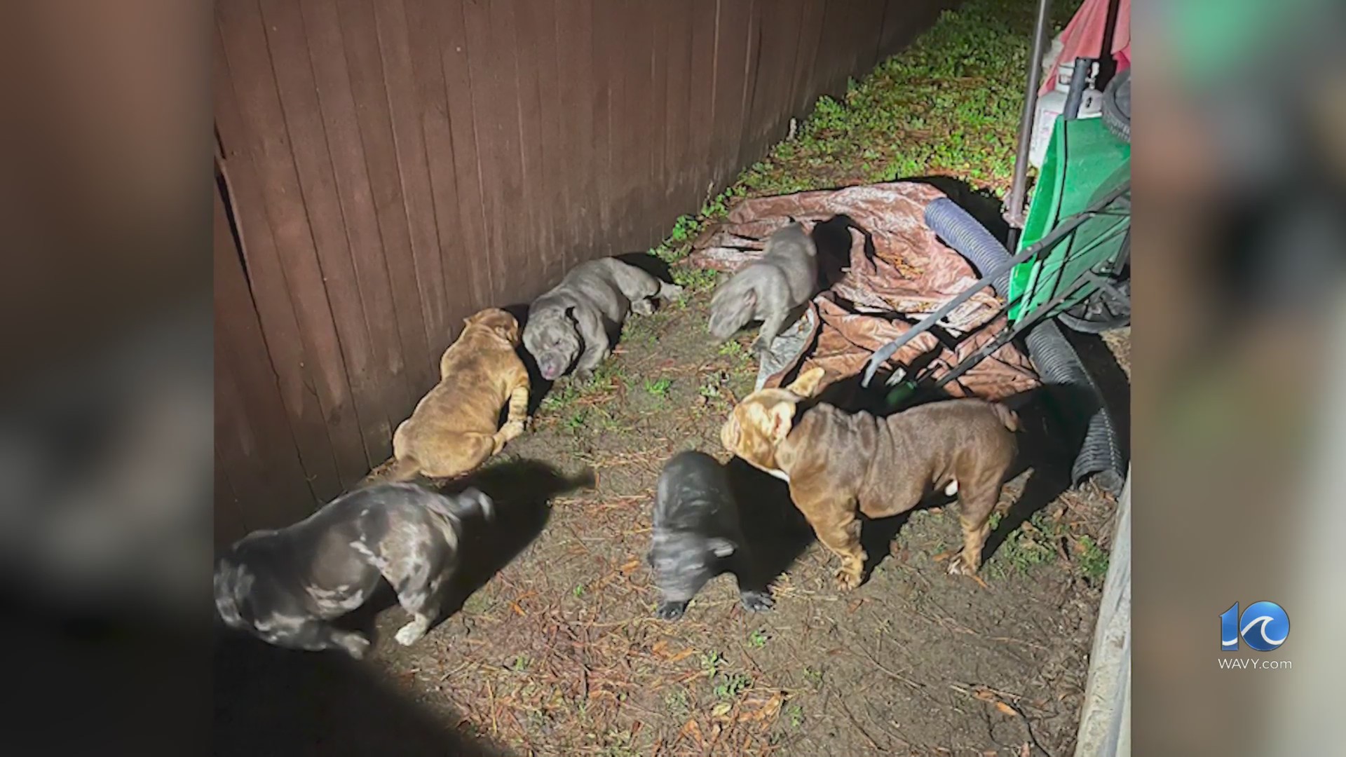 Investigation continues into fire that killed 7 dogs in Norfolk – WAVY.com
