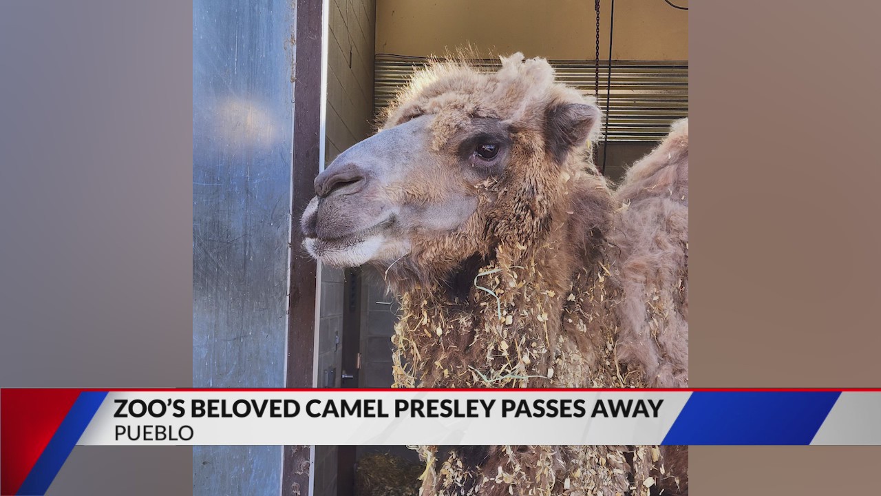 Pueblo Zoo’s beloved camel Presley passes away – FOX21 News Colorado