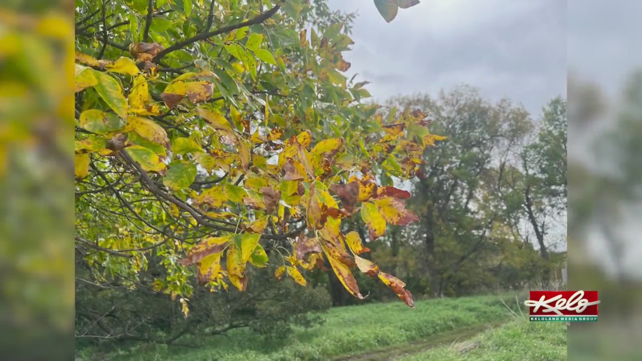 Tracking the fall leaves this year – KELOLAND.com