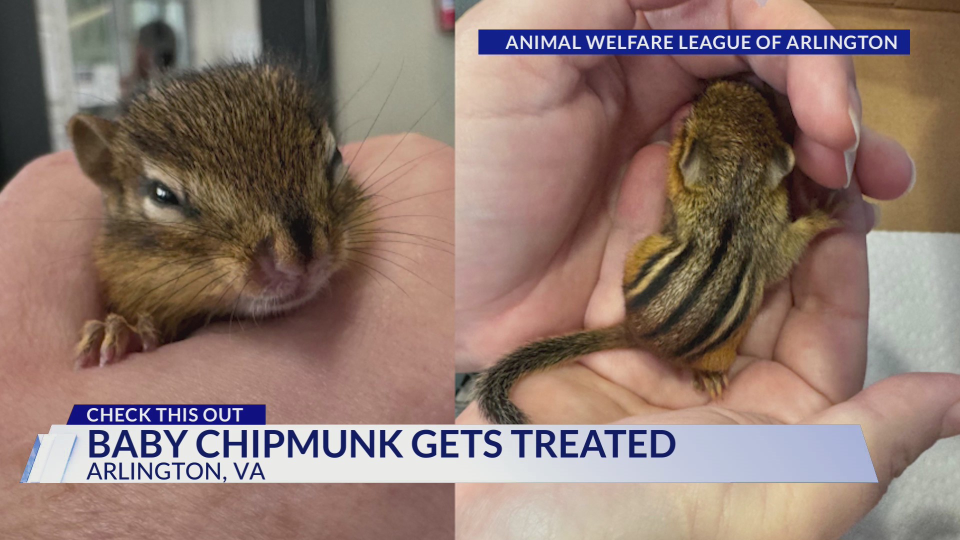 Animal Welfare League of Arlington treats injured baby chipmunk – DC ...