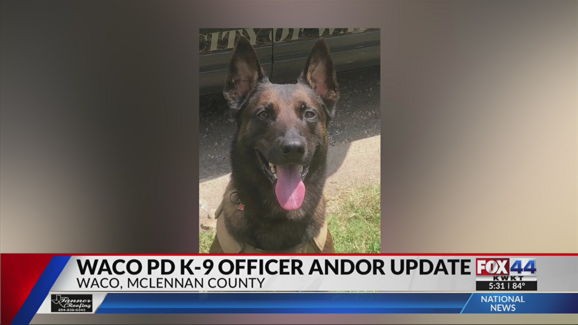 Waco PD K9 Andor recovering from gunshot wounds – KWKT – FOX 44