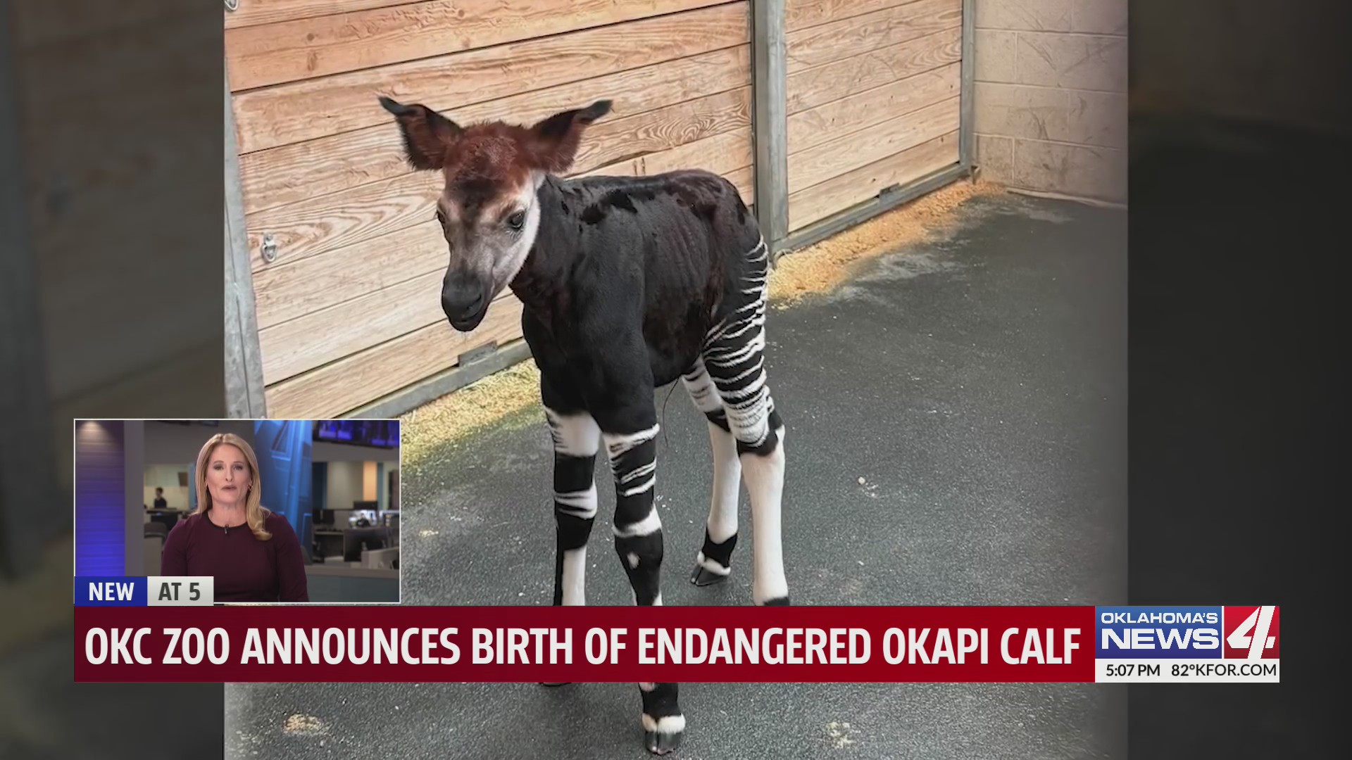 OKC Zoo celebrates birth of endangered okapi calf – KFOR.com Oklahoma City