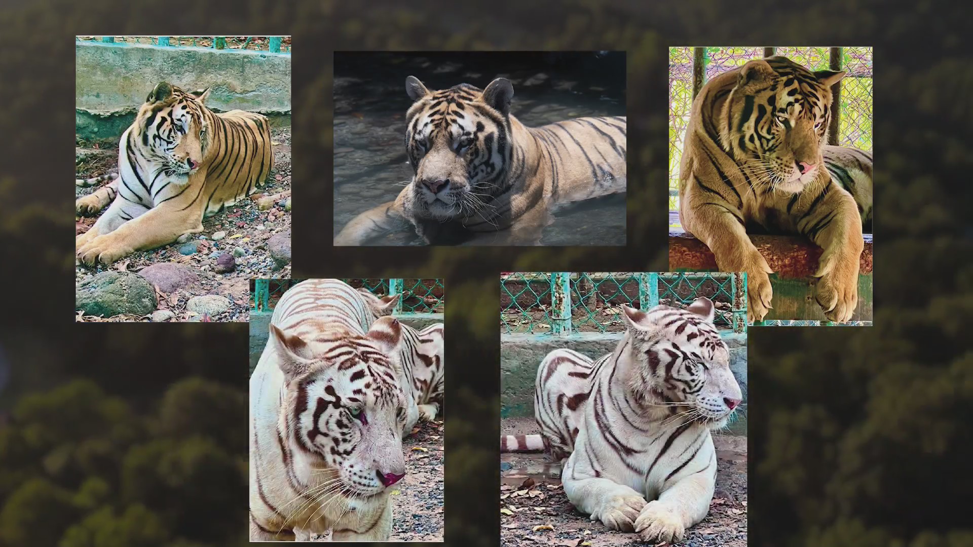 Carolina Tiger Rescue transporting five tigers from Honduras in first ...