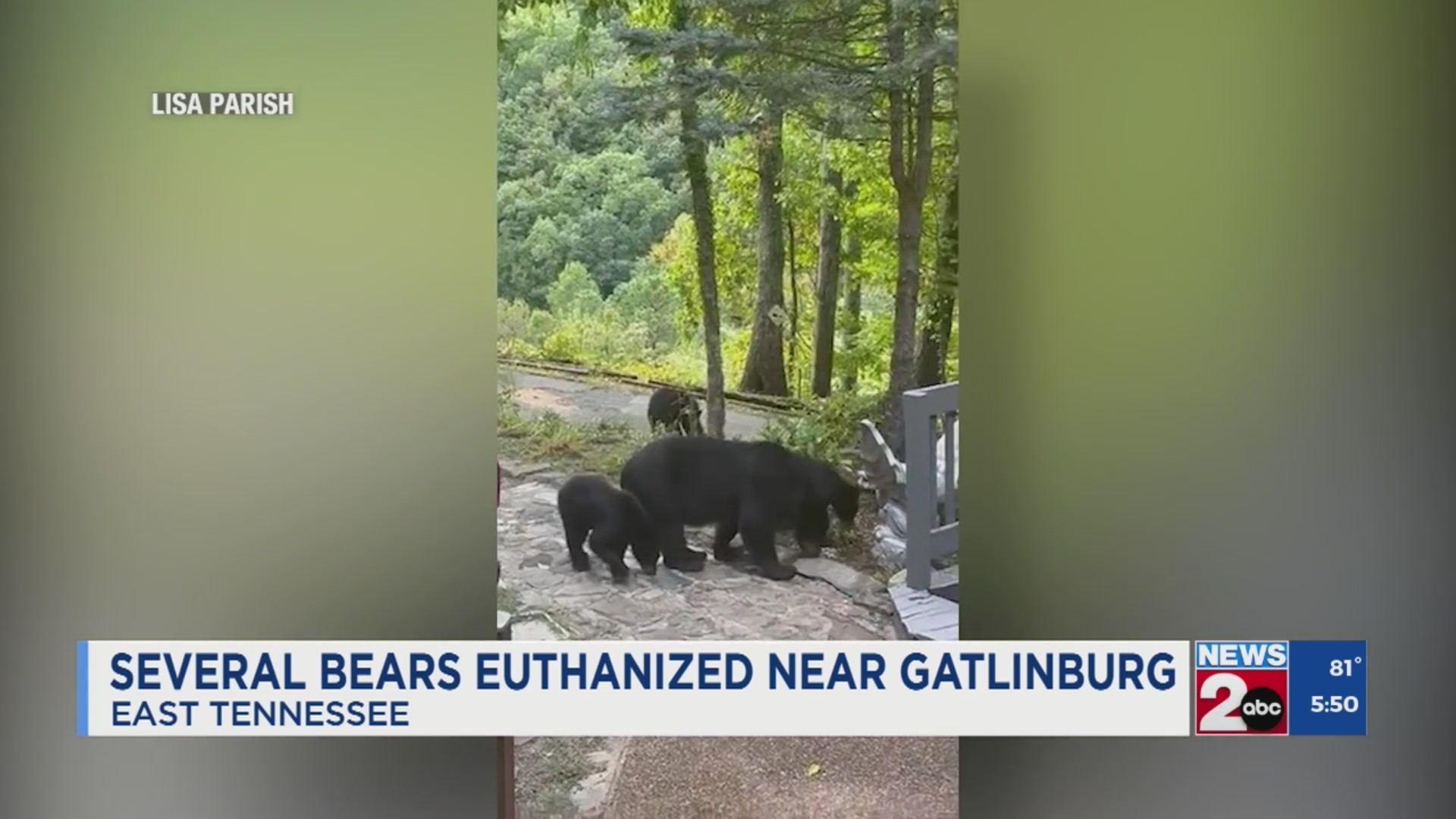 Three bears killed after report of aggressive behavior near Gatlinburg ...
