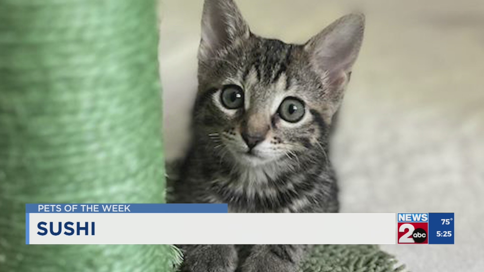Pets of the Week for Aug. 19, 2025 – WKRN News 2