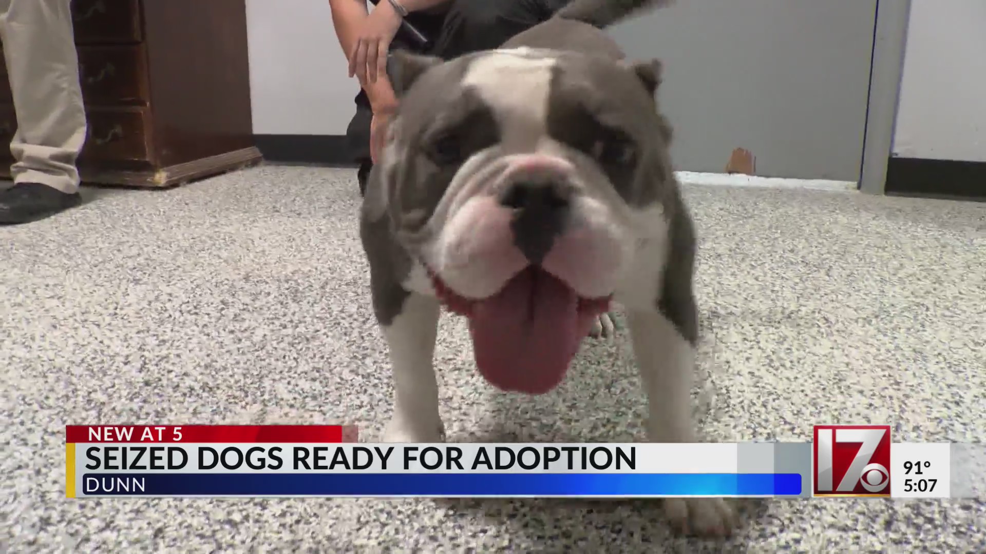 6 dogs seized in animal cruelty case need new homes, Dunn Animal ...