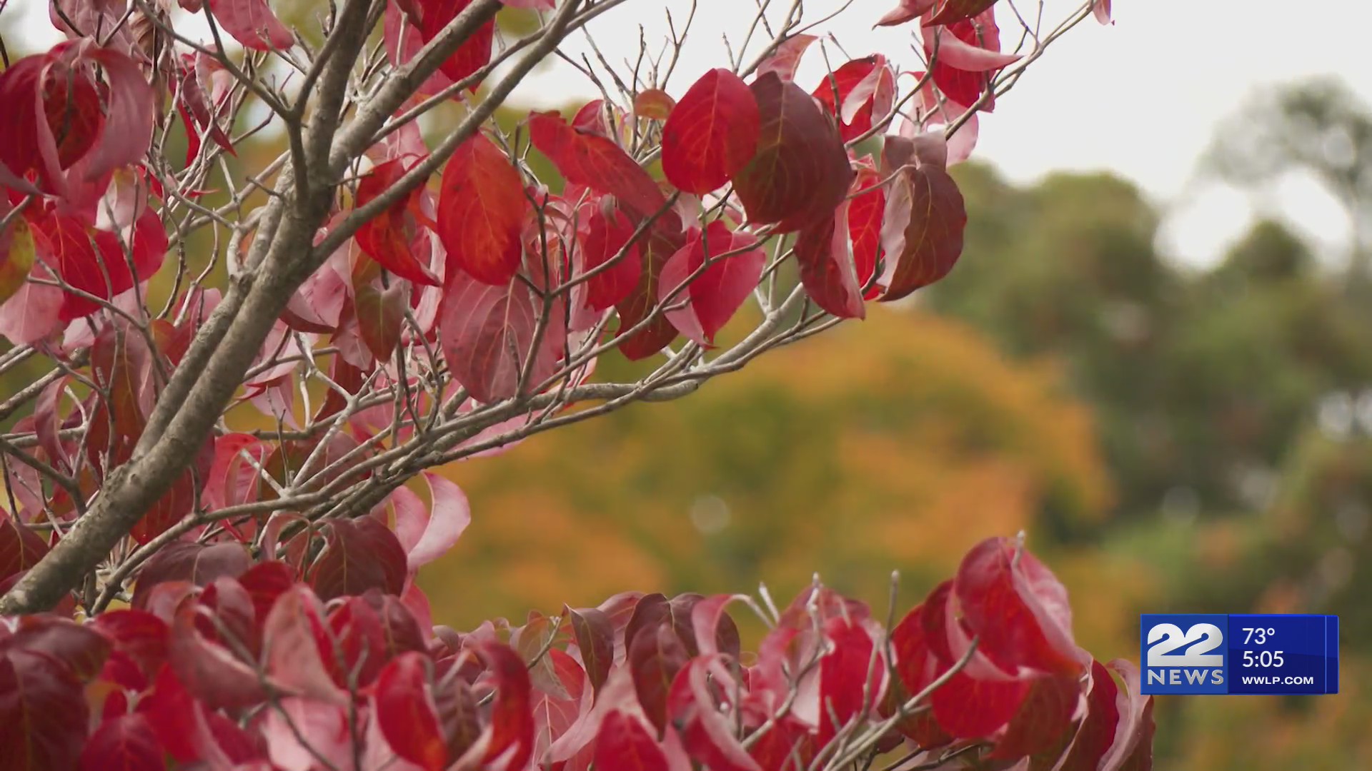 Massachusetts map tracks fall’s changing colors – WWLP
