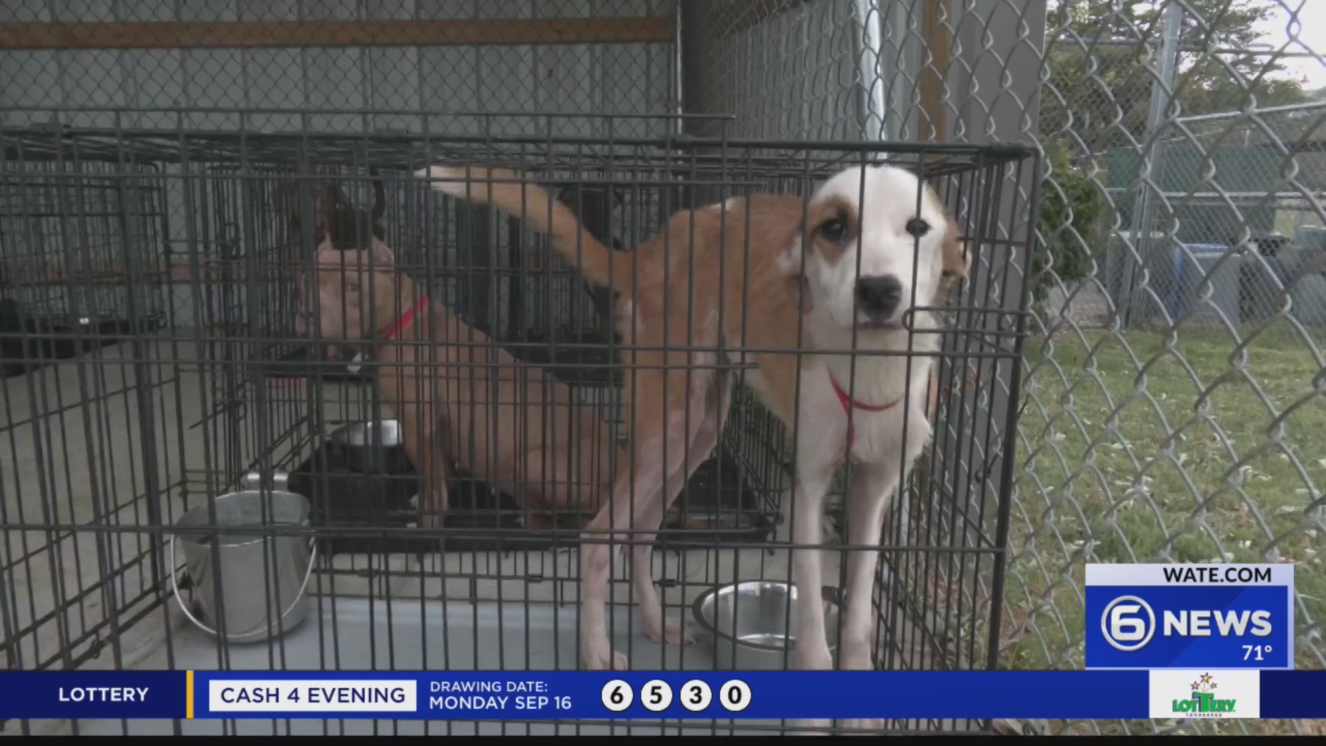 Woman faces animal cruelty charges after 63 dogs rescued in Dandridge ...