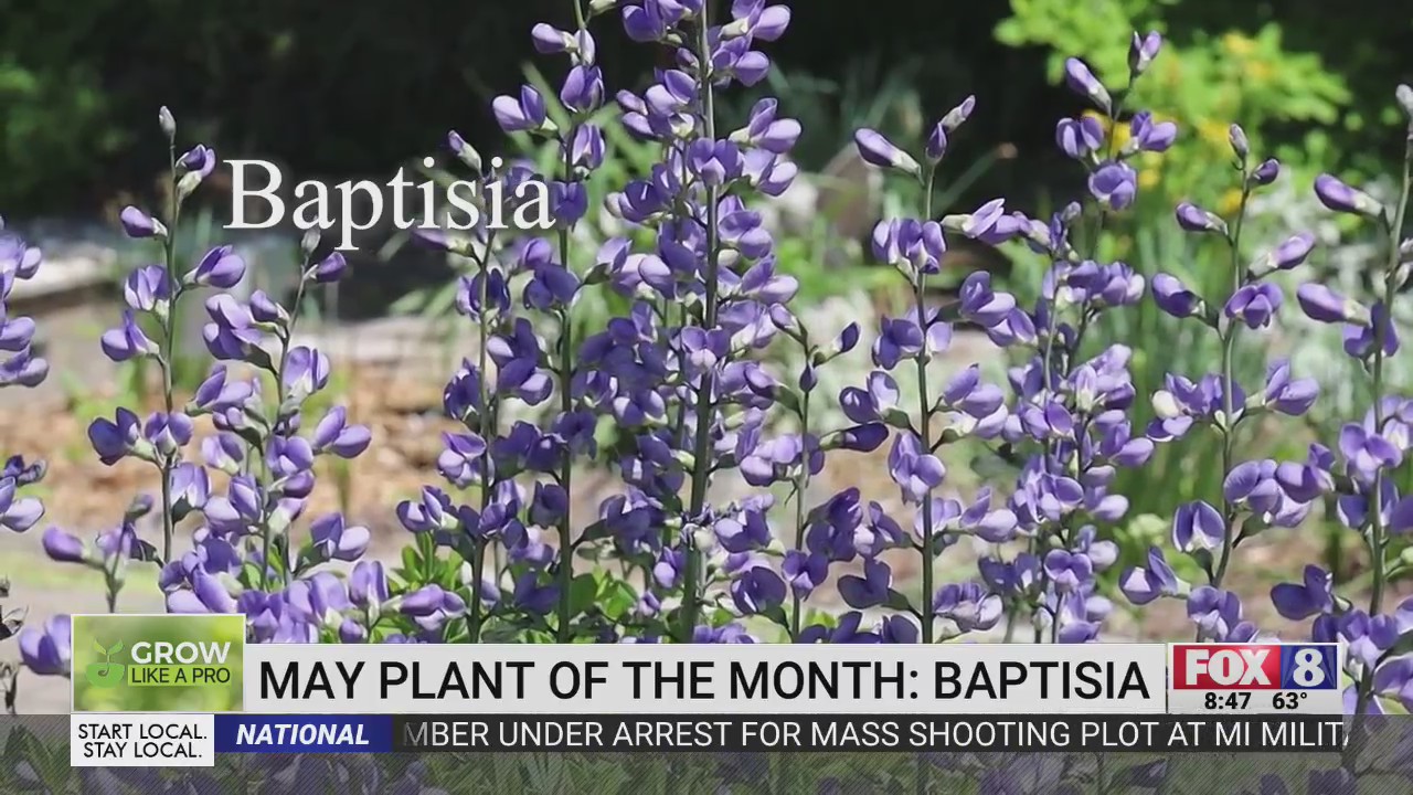 Baptisia is May’s Plant of the Month. Here’s how to grow it – FOX8 WGHP