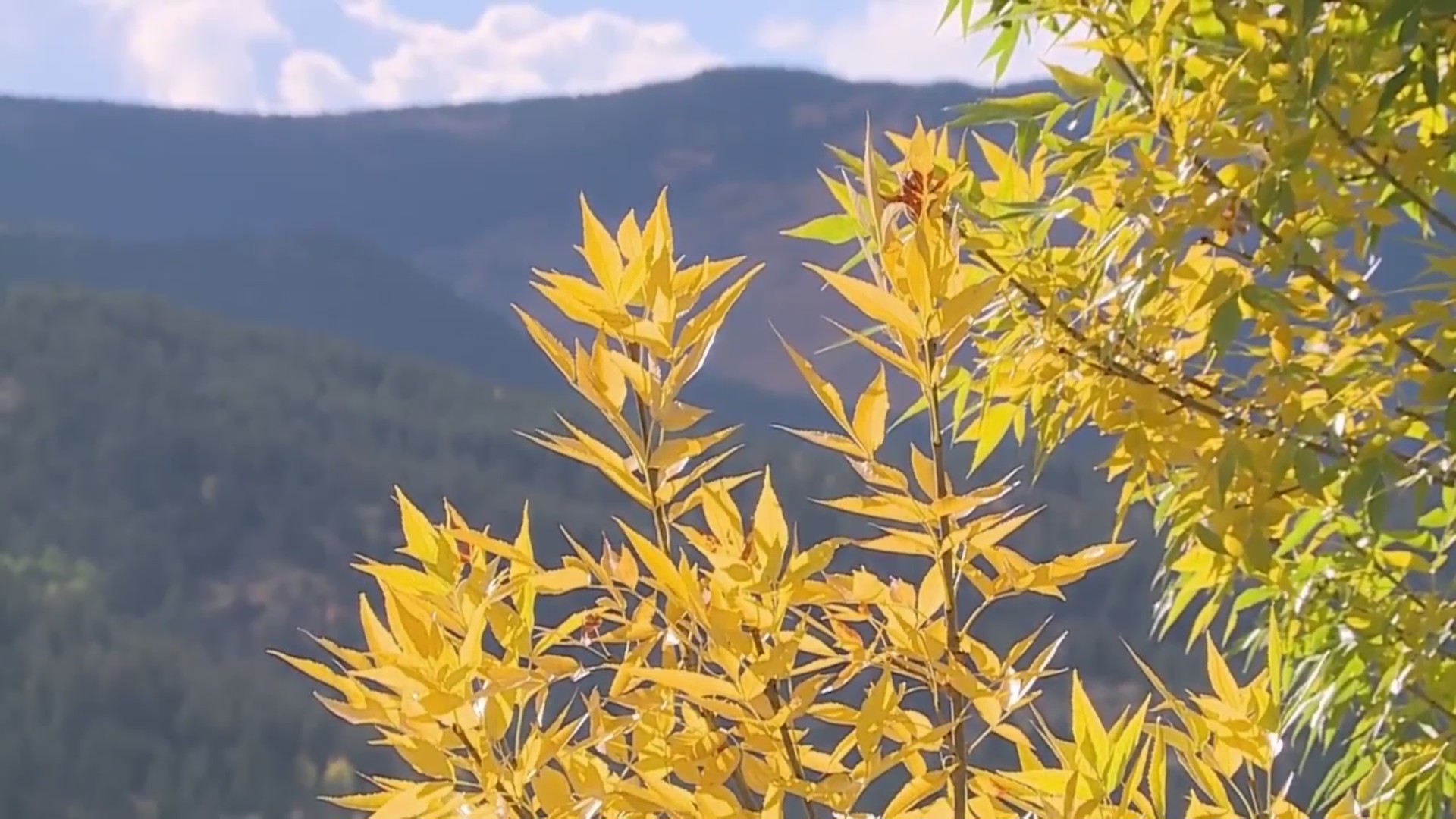Crowded mountain passes frustrate fall color viewers – FOX31 Denver