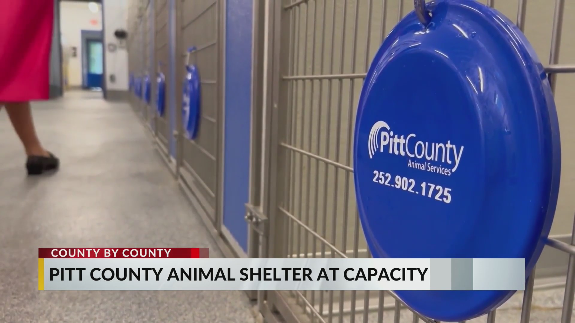 Pitt County shelter seeks new laws to tackle overcrowding – WNCT