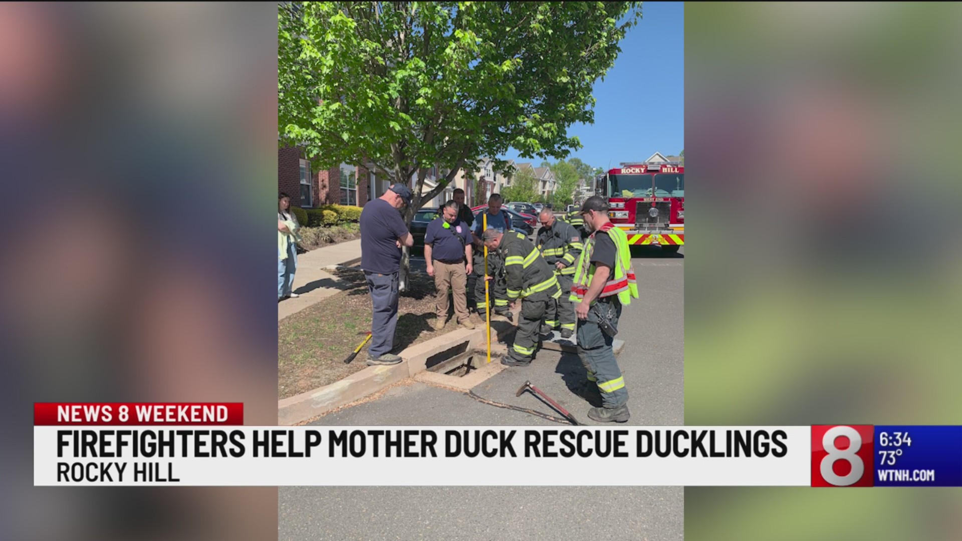 Rocky Hill firefighters rescue 11 ducklings, reunite them with mother ...