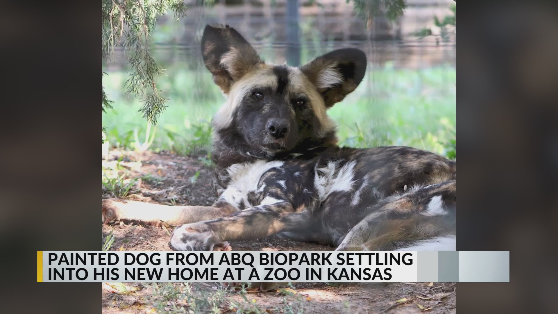 African painted dog from ABQ BioPark settling into new home in Kansas ...