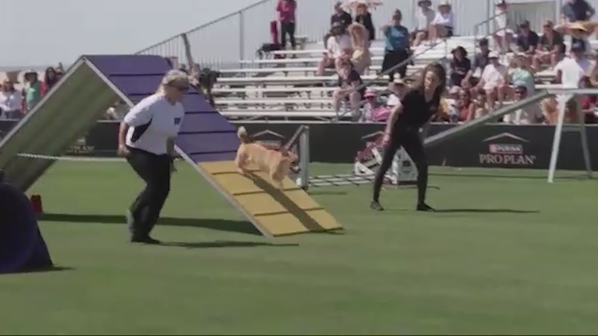 Agility In Action Speed, Agility and Incredible Dogs in Action – NBC4 WCMH-TV