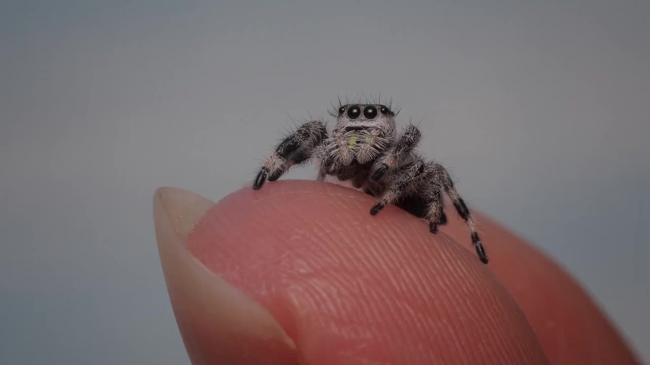 Woman arrested after allegedly drowning a spider – Fox 8 Cleveland WJW