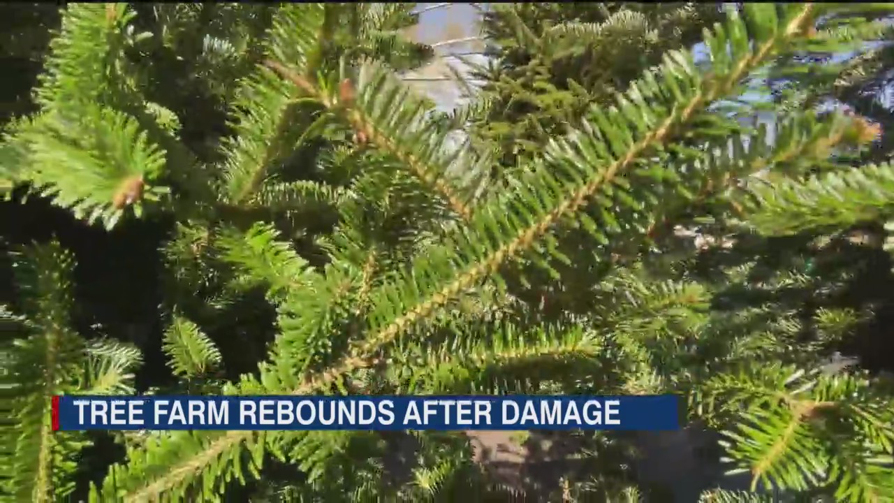 Christmas tree farm in Dade City open for business after recovering ...