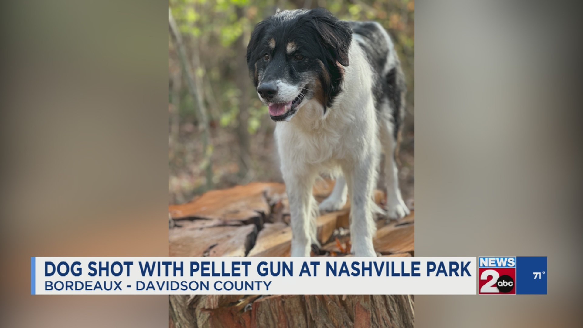Dog shot with pellet gun in Nashville, TN park – WKRN News 2