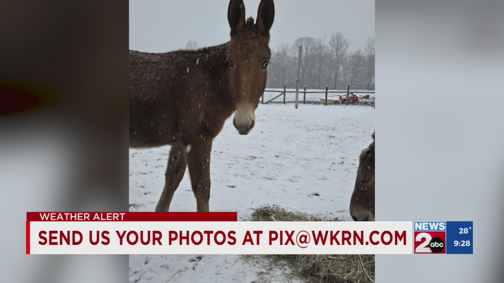 Pet photos from across Middle TN – WKRN News 2