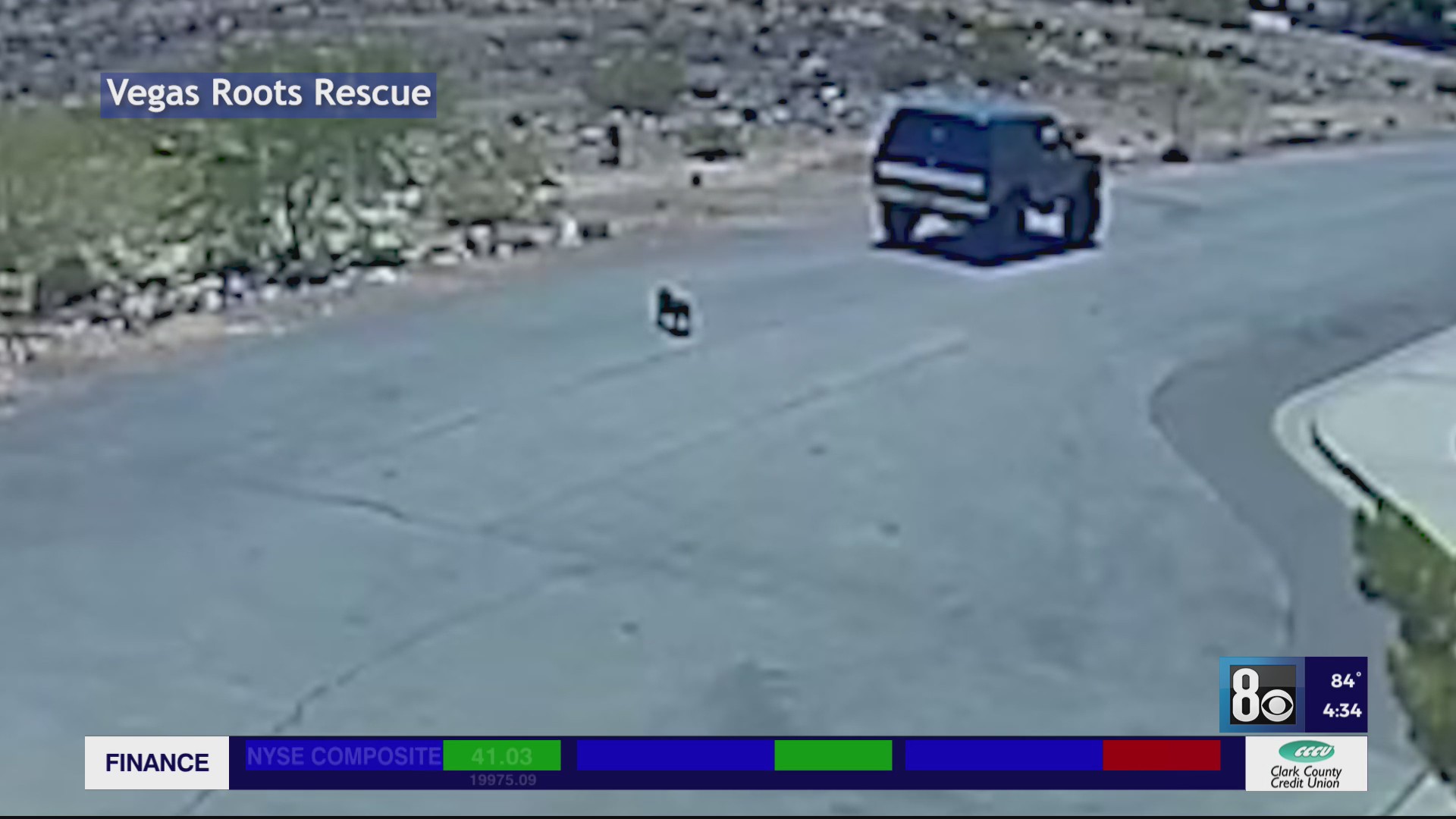 Dog dies after he was abandoned in south Las Vegas valley, rescue says ...