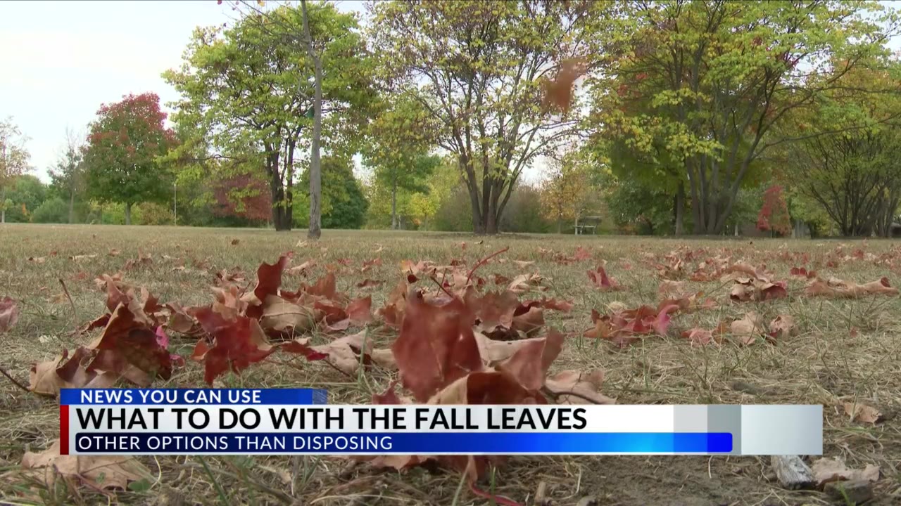 What to do with the fall leaves – CIProud.com