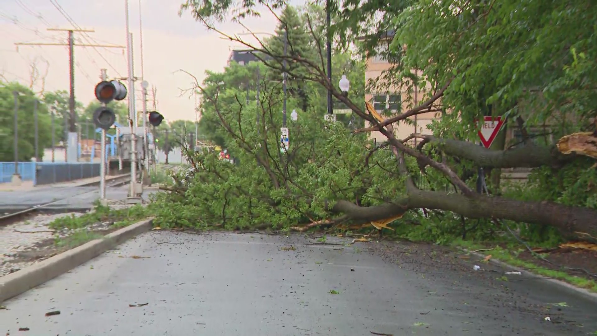 Storm winds bring down trees around Chicagoland — WGN Evening News – WGN-TV