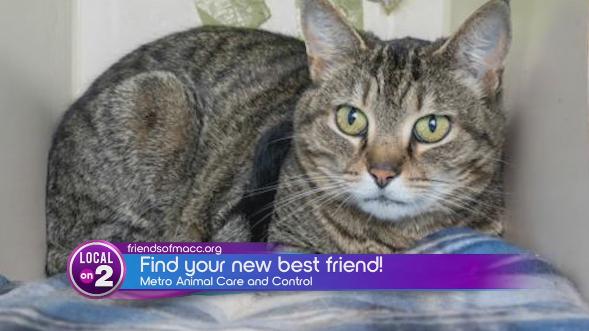 Friends of MACC raises funds for furry friends WKRN News 2