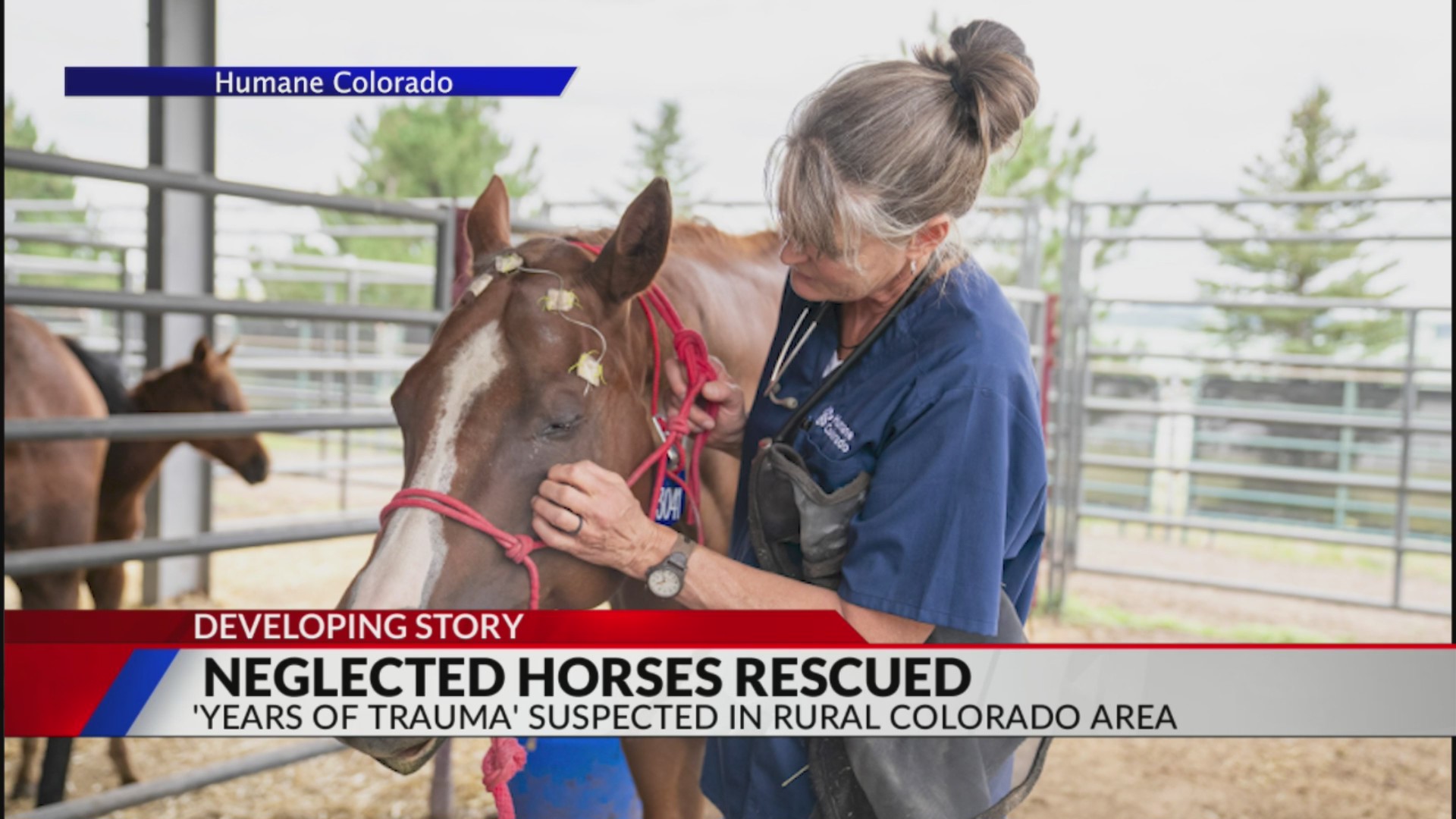 Over 70 neglected horses with ‘years of trauma’ rescued from rural ...