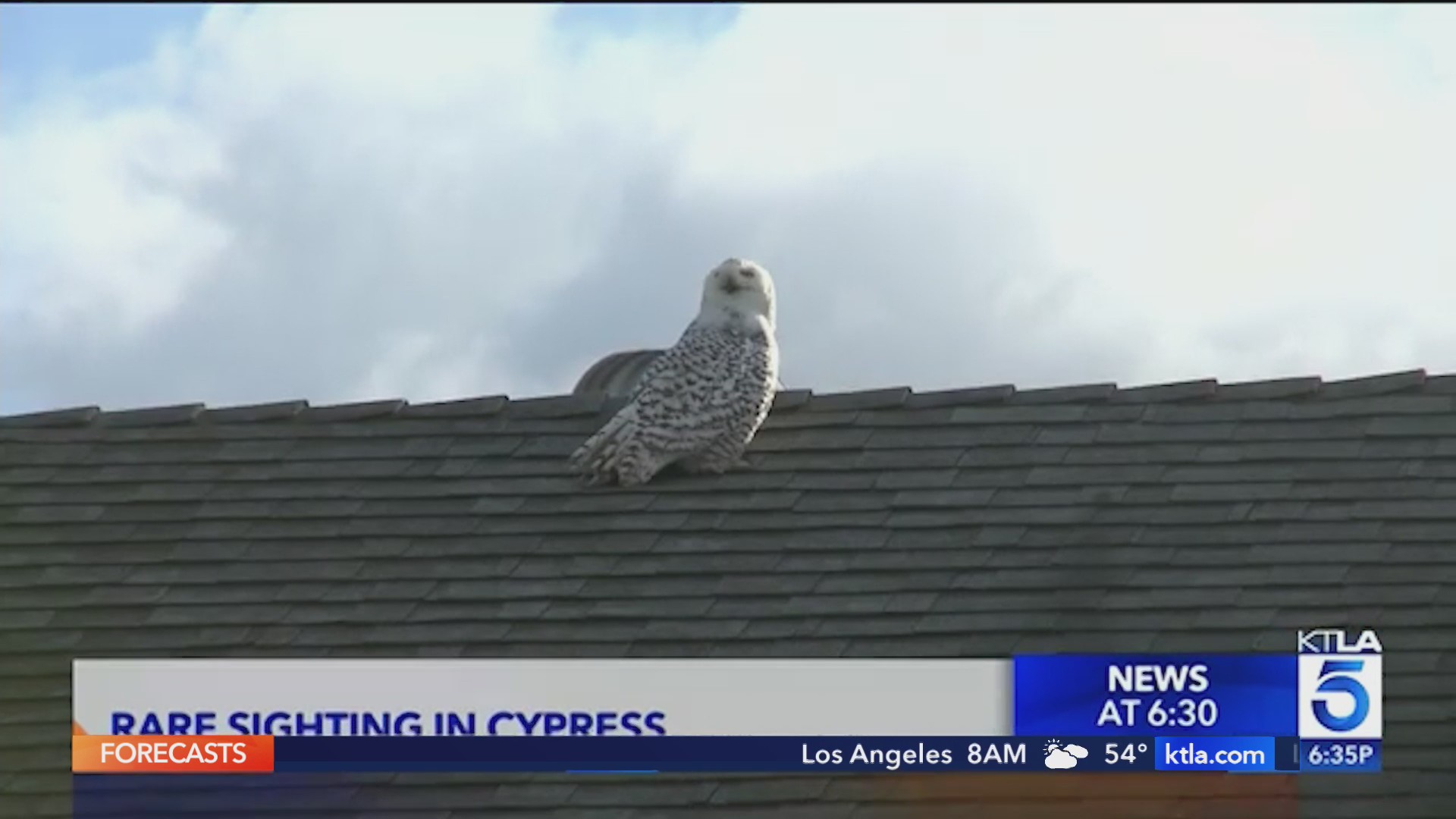 Rare snowy owl sighting in SoCal turned into documentary KTLA