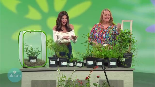 Spring Planting 101: Tips for a flourishing garden | Bloom – WFLA