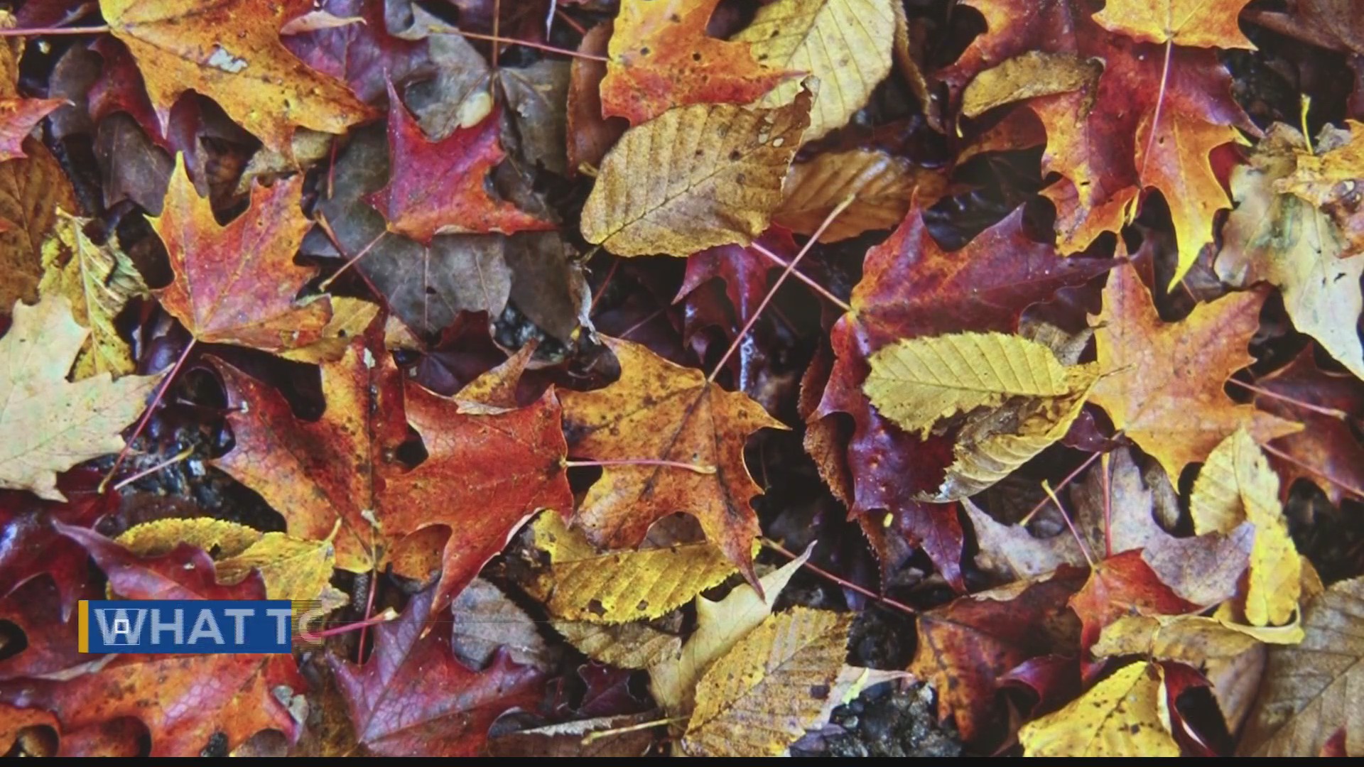 Fall time leaves everywhere? Here’s what to do with them – WTRF