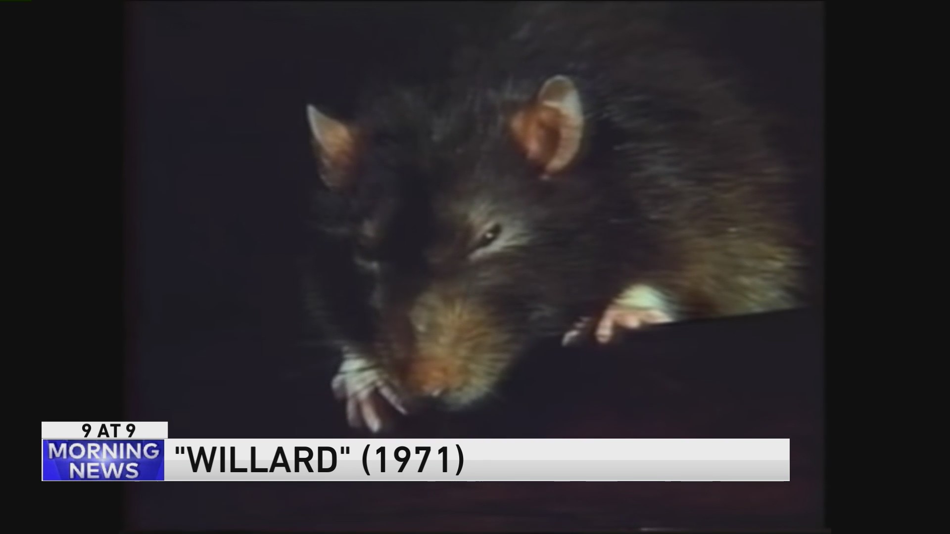 9@9: Was there a movie in which rats ate Ernest Borgnine? In the 1970s ...