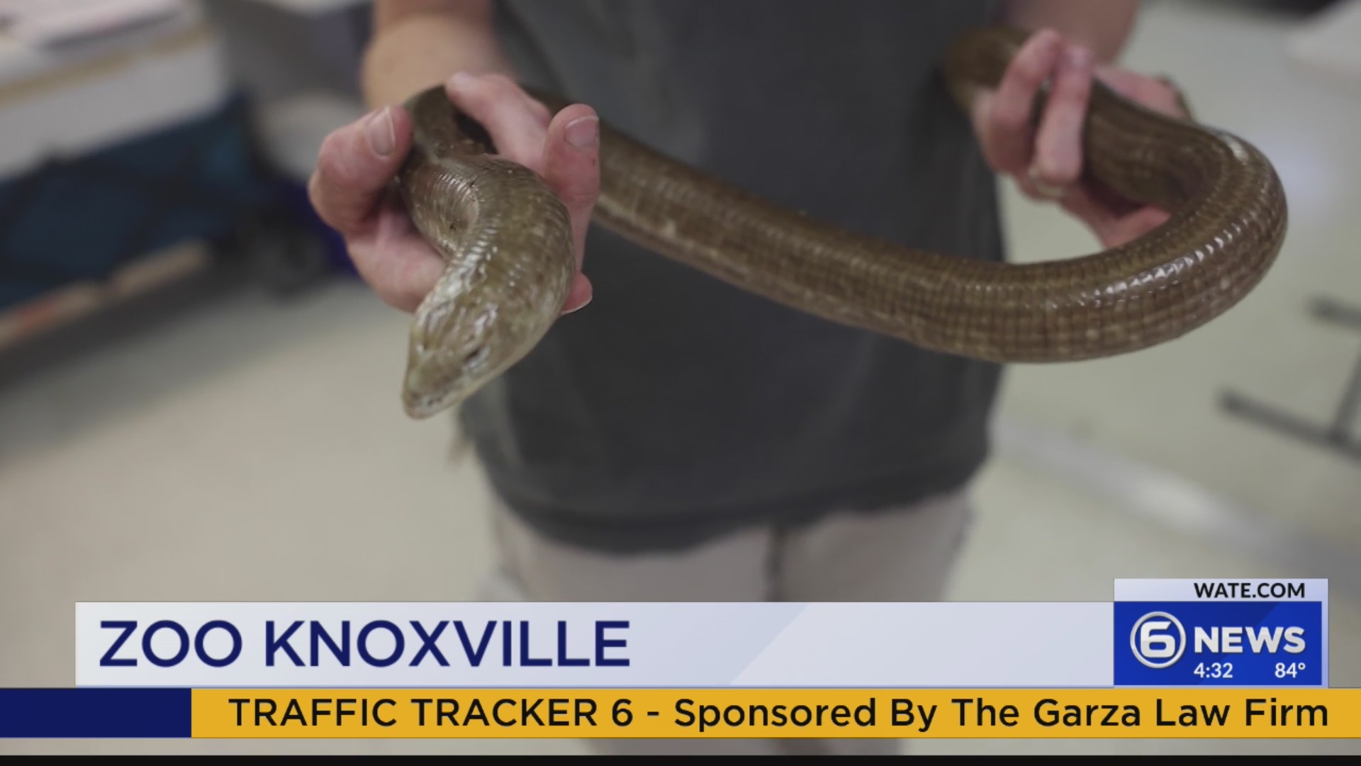 A closer look at Snakes Vs Lizards