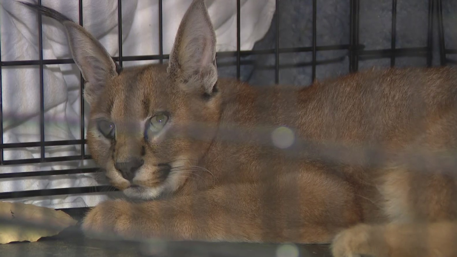 Wild cat caught after being loose in Chicago’s Northwest suburbs PIX11