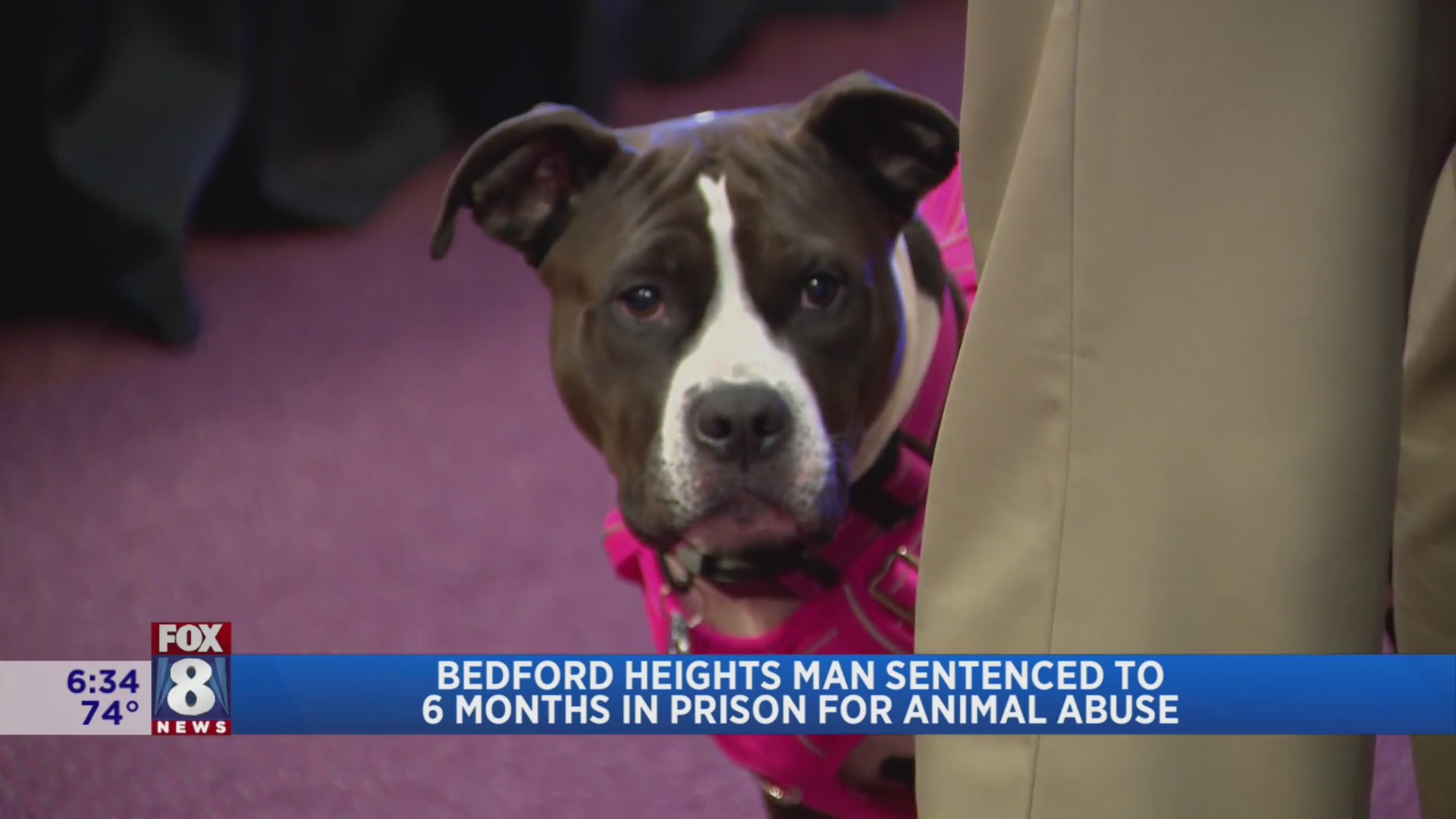 Local man sentenced for throwing his dog in stairwell in ‘very ...
