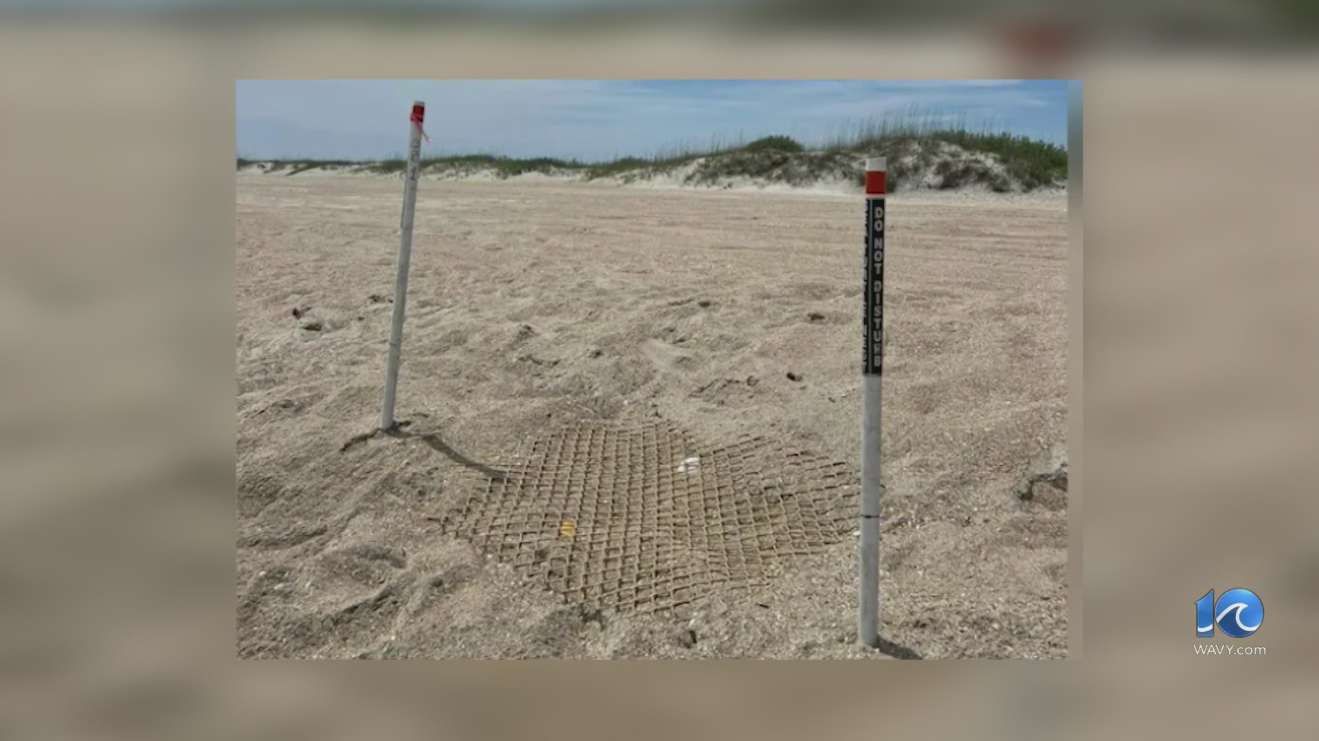 Season’s first Outer Banks sea turtle nest discovered; rehabbed sea ...