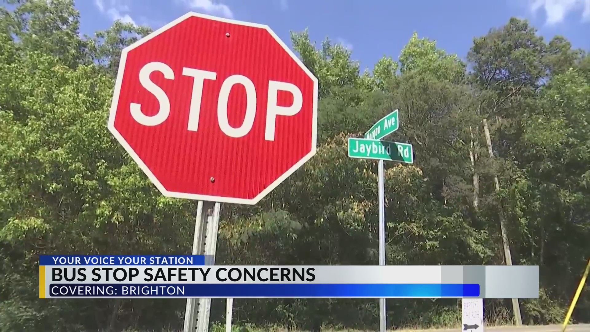 Families concerned by overgrown brush blocking school bus stop in