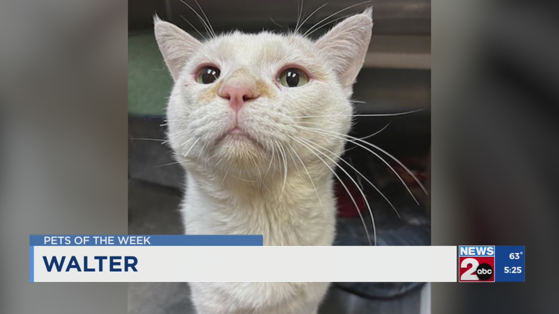 Pets of the Week for Sept. 30, 2025 – WKRN News 2