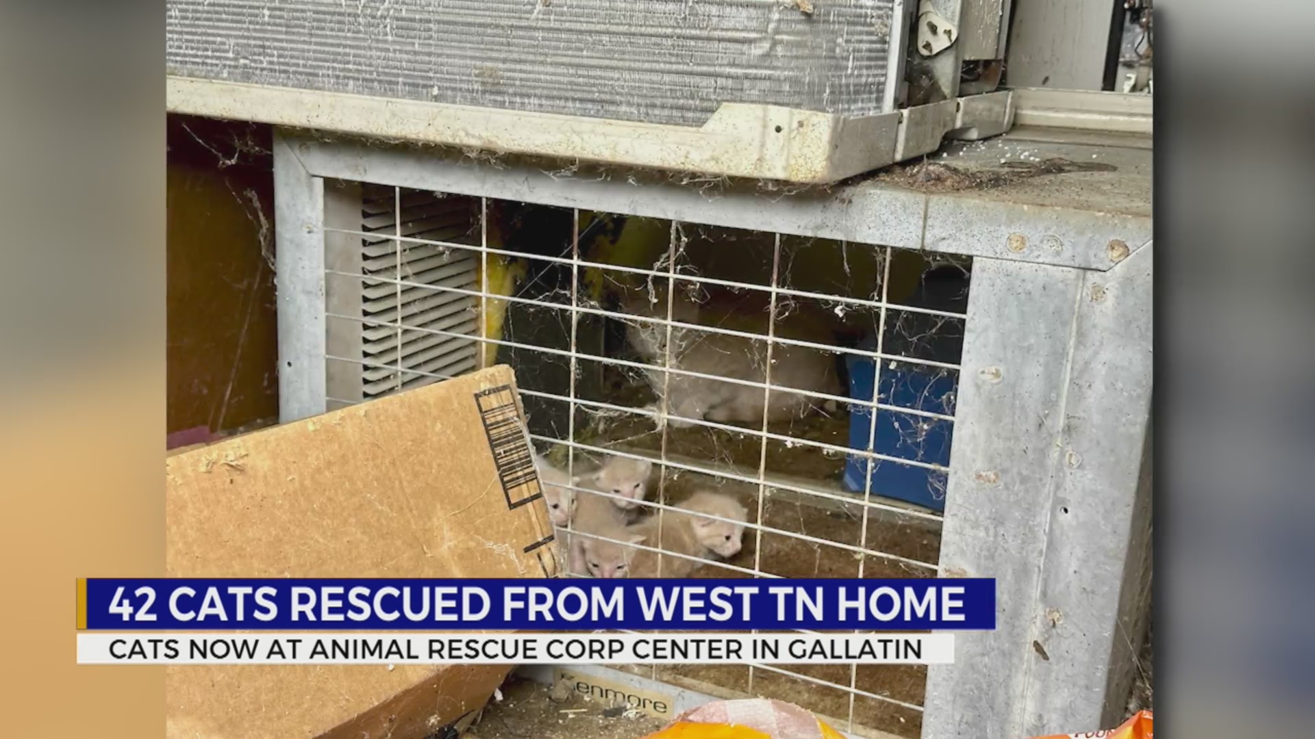 42 cats rescued from West Tennesse home – WKRN News 2