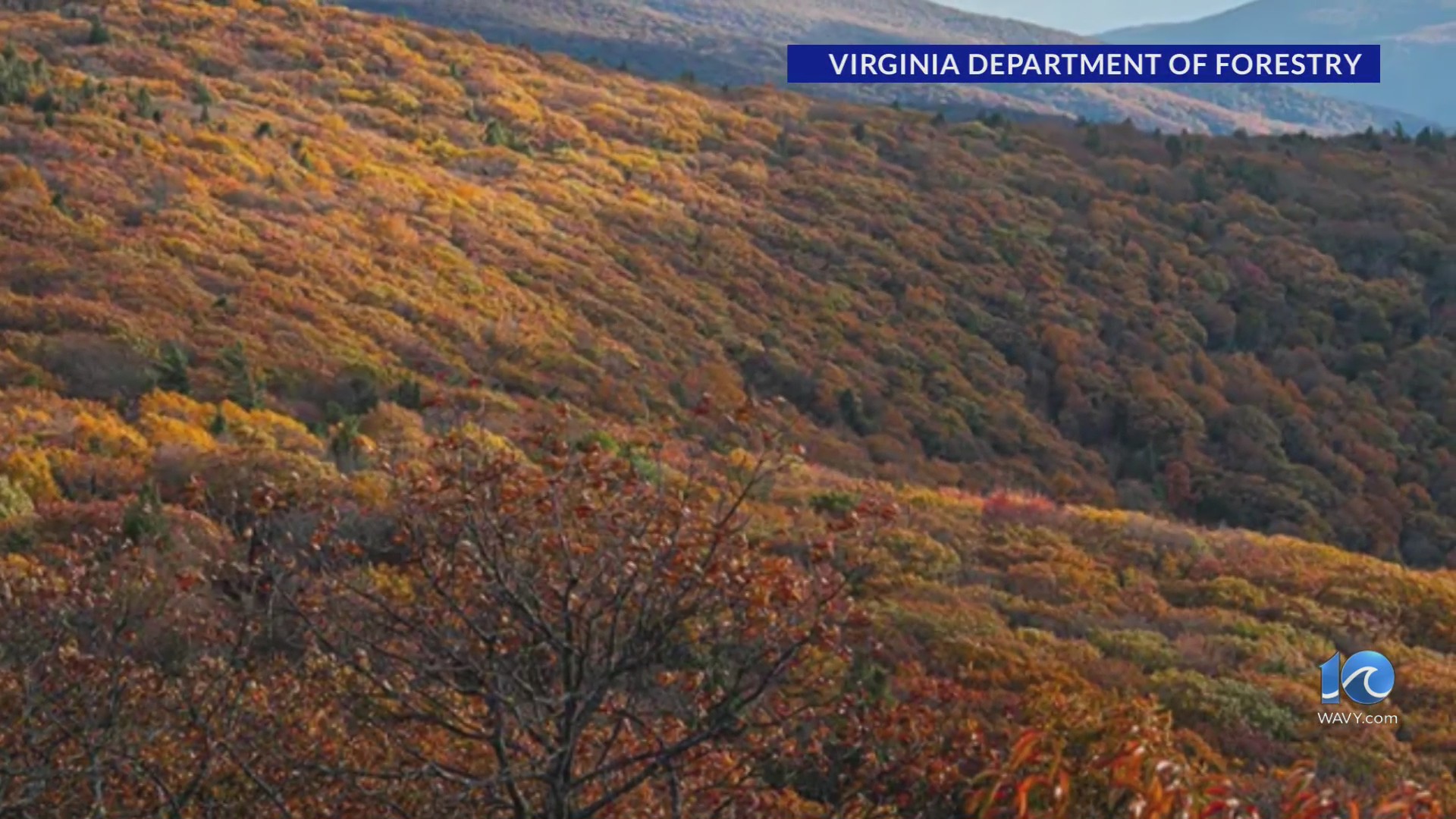 Week 4 fall foliage report: Patchy, partial changes – WAVY.com