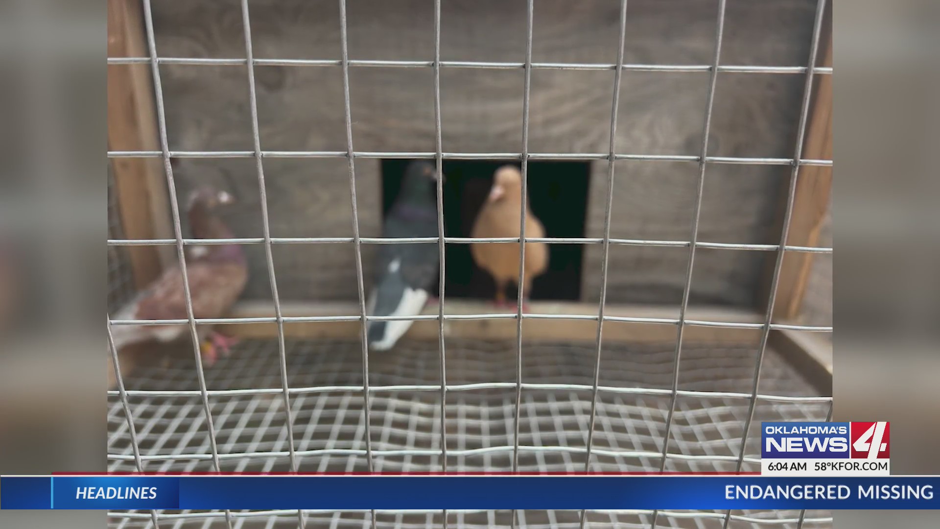 55 birds, 2 dogs abandoned at home in SE OKC – KFOR.com Oklahoma City
