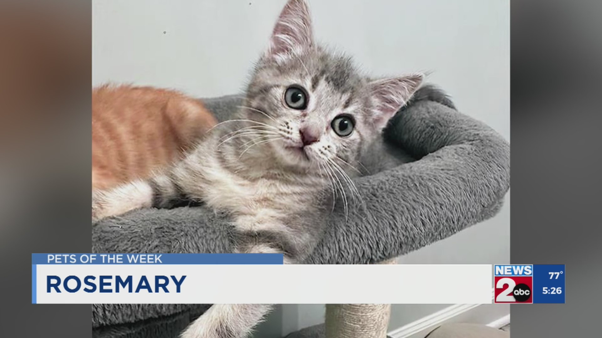 Pets of the Week for July 29, 2025 – WKRN News 2